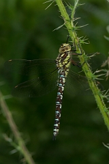 David Plant Photography - Wildlife Photography - Southern hawker - I